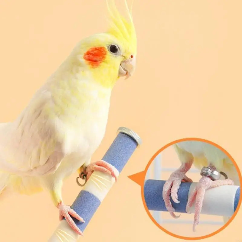 حامل مجثم الطيور المصنوع من السيراميك مع قاعدة شفط لطحن وخدش الببغاوات، لعبة مثبتة على النافذة والجدار