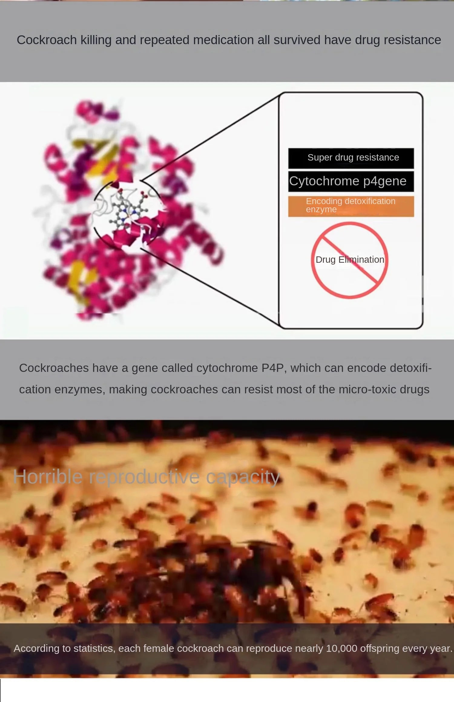 New Non-Toxic Indoor Intelligent Cockroach Killing Tool, Cockroach Medicine Can Be Used Indoors In The Kitchen