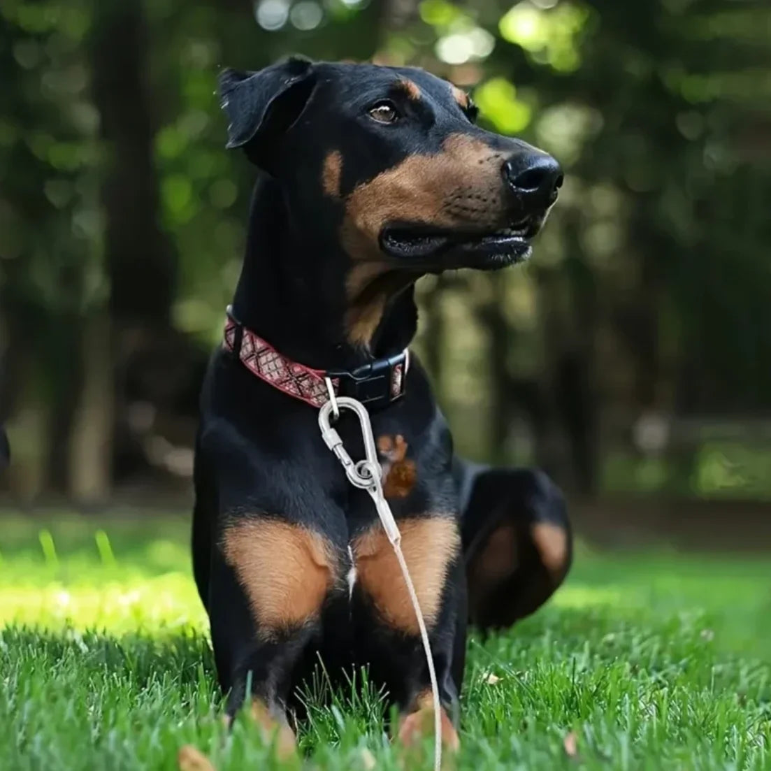 4.6m/9m/15m Double Leashes Stainless Steel Dog Tie  Strap Cable Leash Raction Rope with Metal Buckle Steel Wire Collar Outdoor