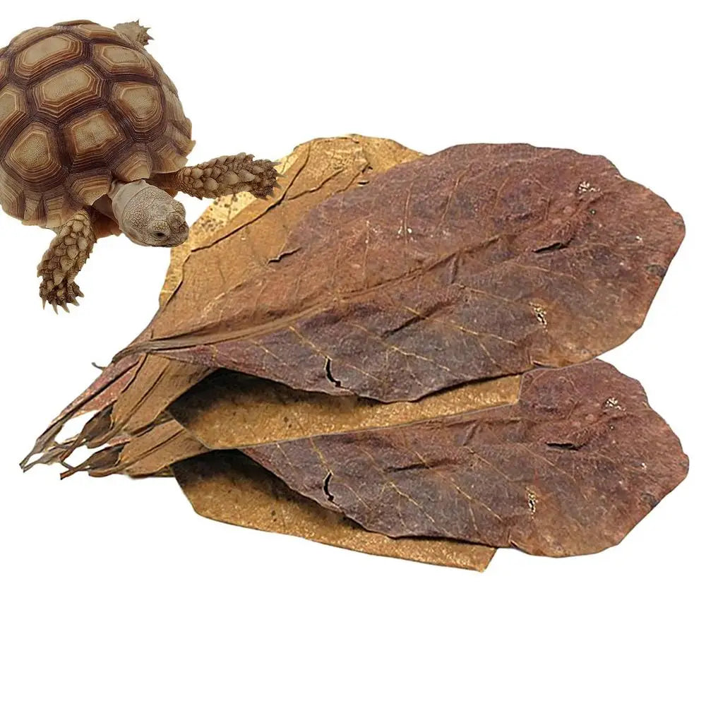 3-30g Natural Terminalia Catappa Foetida Leaf With Bag PH Balance Water Conditioner Fish Tank Filter Aquarium Clean Tool